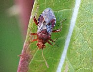 Rhopalus Subrufus